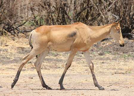 Lichtenstein-Antilope (Alcelaphus lichtensteinii) oder Konzi