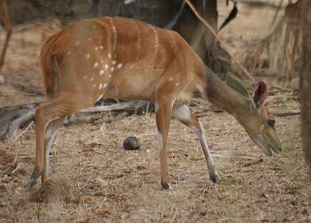 Bushbuck ( Tragelaphus sylvaticus), Weibchen