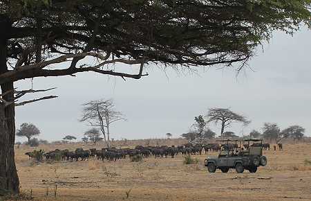 Game Drive im Selous