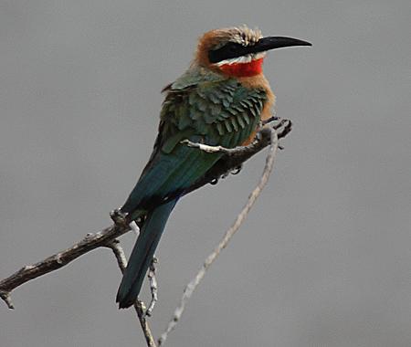 Weißstirnspint, White-fronted Bee-eater (Merops bullockoides)