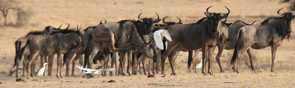 Gnus im Selous