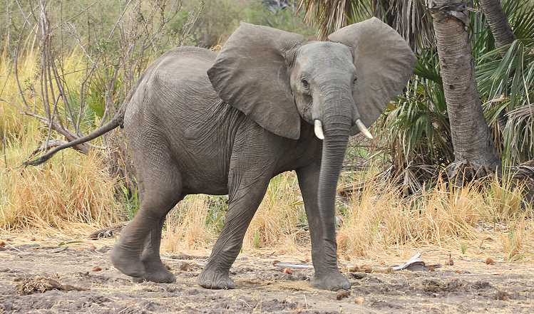 Elefant im Selous