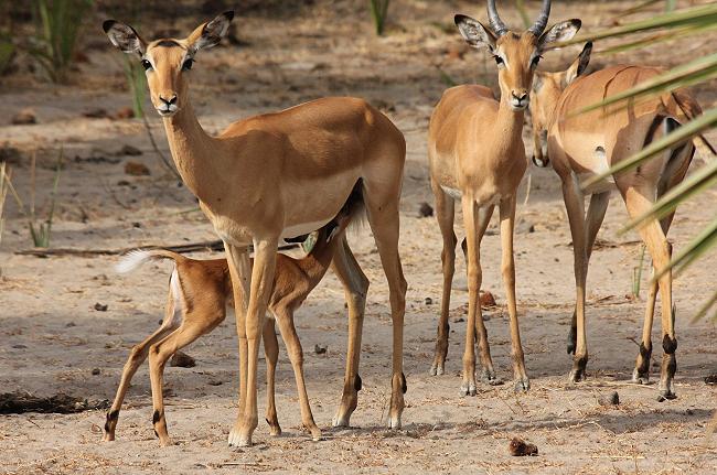 Impala (Aepyceros melampus)