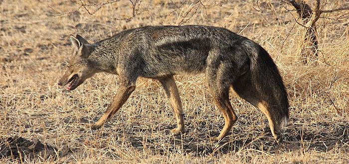 Streifenschakal (Canis adustus)