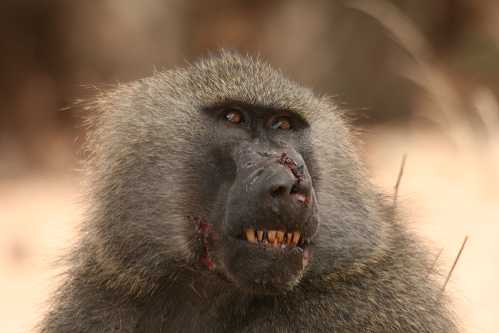 im Tarangire National Park