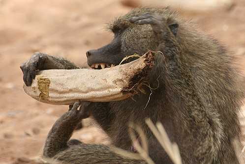im Tarangire National Park