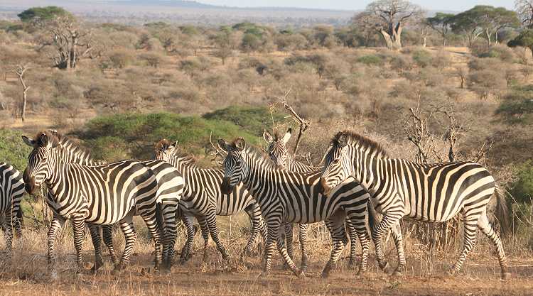 im Tarangire National Park