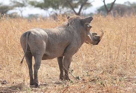 im Tarangire National Park