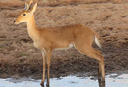 im Tarangire National Park