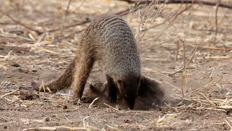 Streifenmanguste im Tarangire National Park