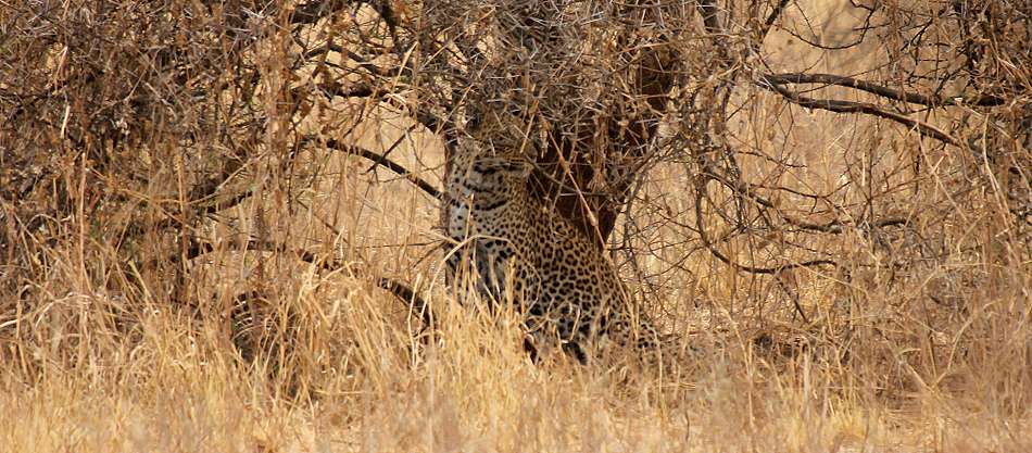 Leopard im Tarangire National Park