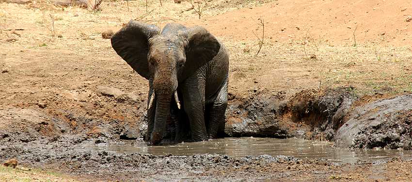 Elefant im Tarangire National Park