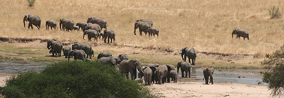 im Tarangire National Park