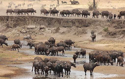 im Tarangire National Park