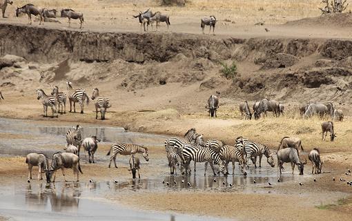 im Tarangire National Park
