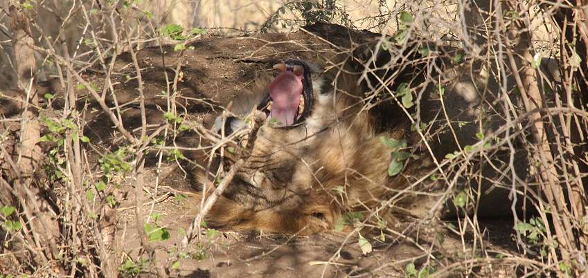 Löwen im Trangire National Park