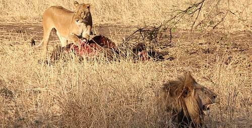 Löwen im Trangire National Park