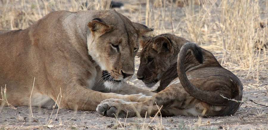 Löwen im Trangire National Park
