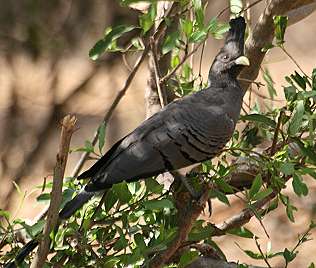 Tarangire Safari Lodge