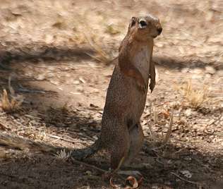 Tarangire Safari Lodge