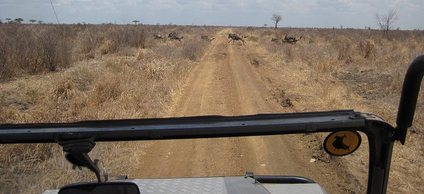 Selous Game Drive