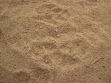Wild Dog footprint