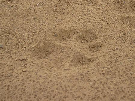 Wild Dog footprint