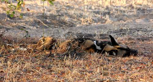 African Wild Dogs (Lycaon pictus)