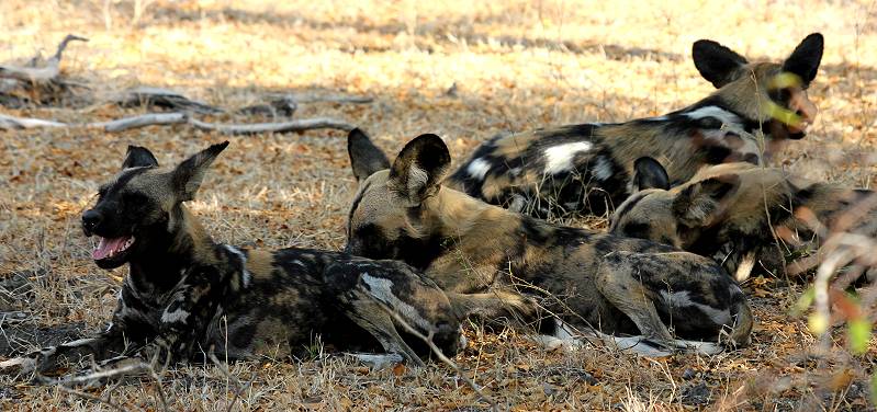 African Wild Dogs (Lycaon pictus)