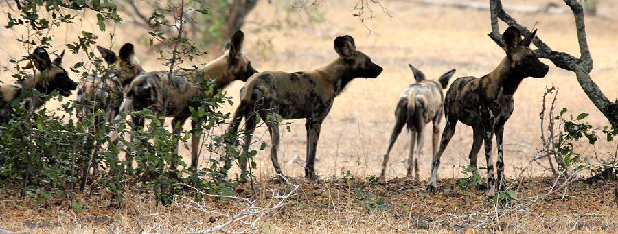 African Wild Dogs (Lycaon pictus)