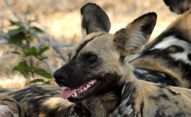 African Wild Dogs (Lycaon pictus)
