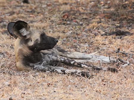 African Wild Dogs (Lycaon pictus)