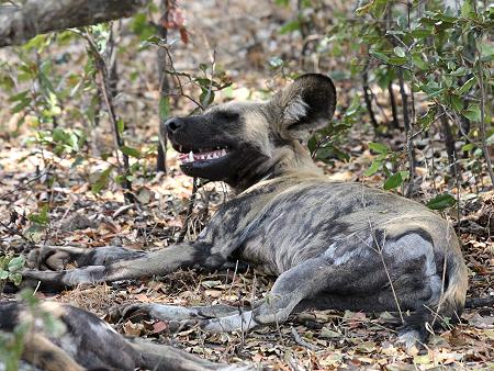African Wild Dogs (Lycaon pictus)
