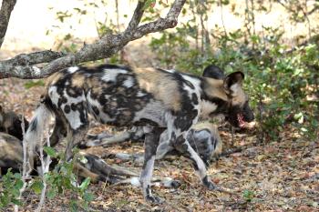 African Wild Dogs (Lycaon pictus)