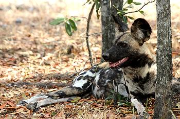 African Wild Dogs (Lycaon pictus)