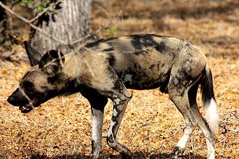 African Wild Dogs (Lycaon pictus)