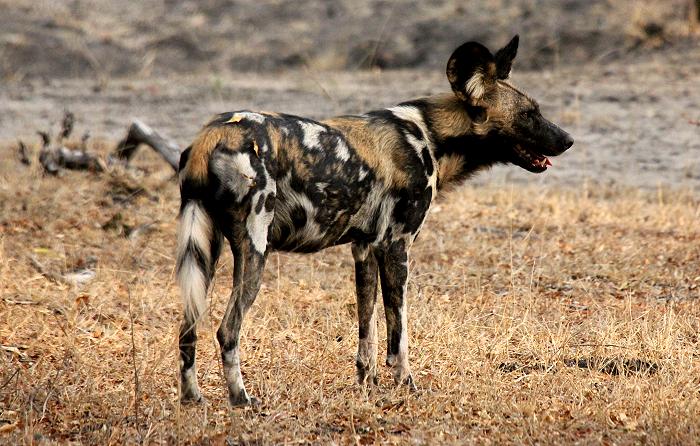 African Wild Dogs (Lycaon pictus)