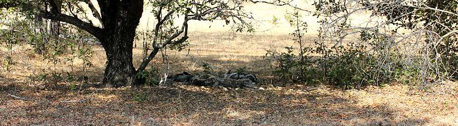 African Wild Dogs (Lycaon pictus)