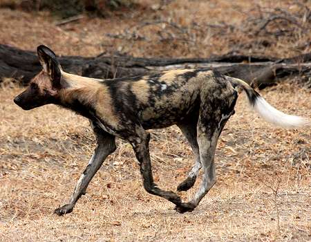 African Wild Dogs (Lycaon pictus)
