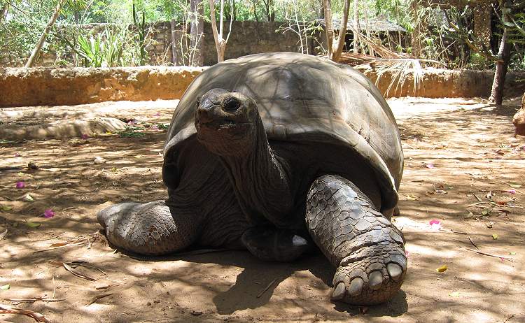 Aldabra Riesenschildkröte, Aldabrachelys gigantea