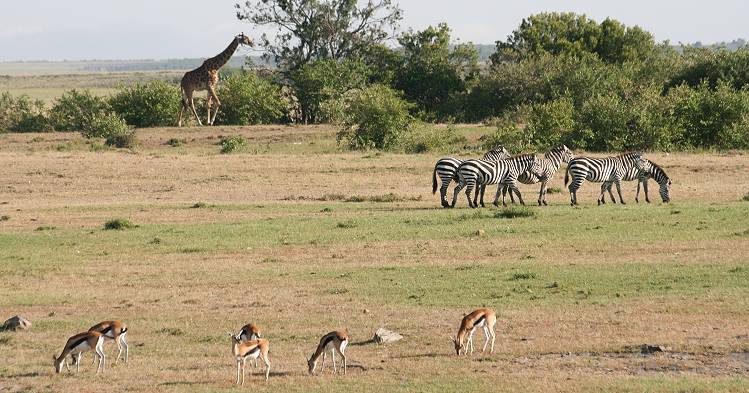 Thomson Gazellen, Zebras, Giraffen
