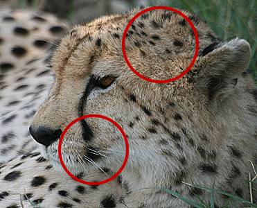 Gepard, Acinonyx jubatus Identifizierung