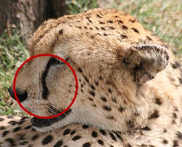 Gepard, Acinonyx jubatus Identifizierung