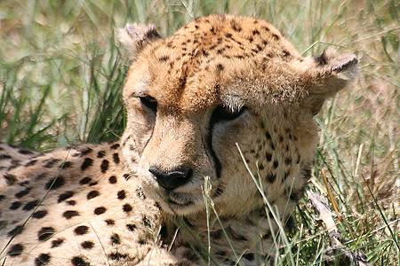 Gepard, Acinonyx jubatus