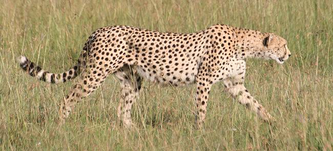 jagender Gepard