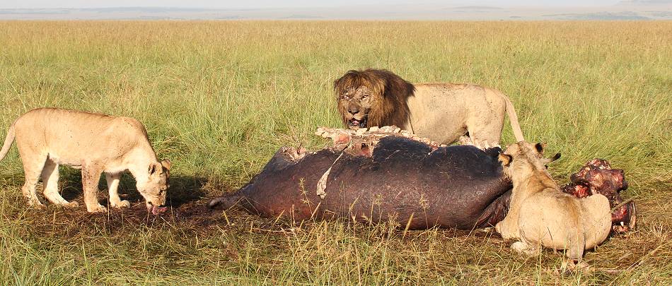 Löwen töten Flusspferd