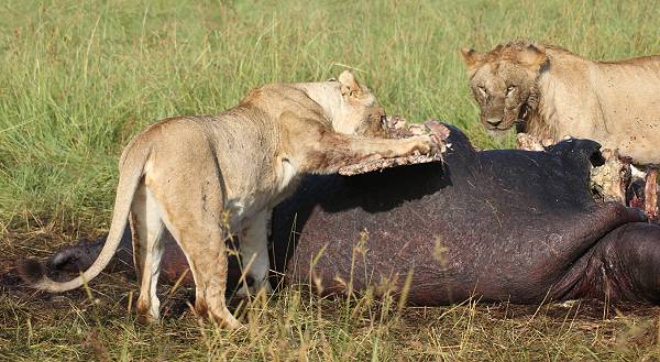 Löwen fressen Flusspferd