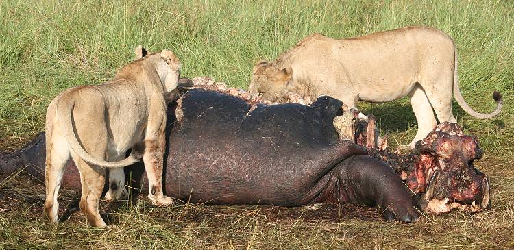Löwen fressen Flusspferd