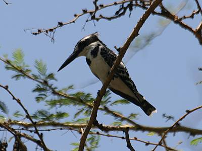 Hunters Lodge, Kenya