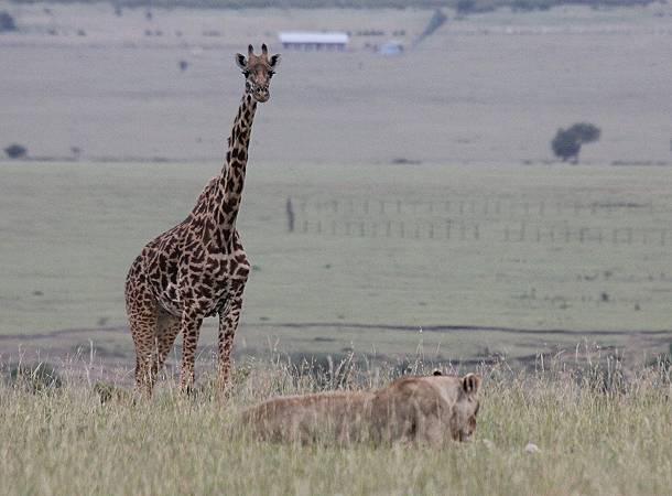 Masai Giraffe und Löwin